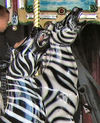 Herschell-Spillman 2nd and 3rd Row Zebra